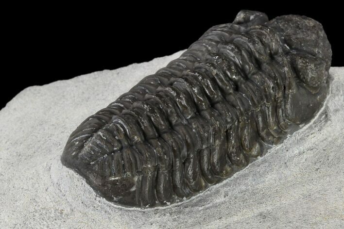 Adrisiops Weugi Trilobite - Recently Described Phacopid #115230